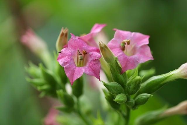 Why do we wear pink on the third Sunday of Advent