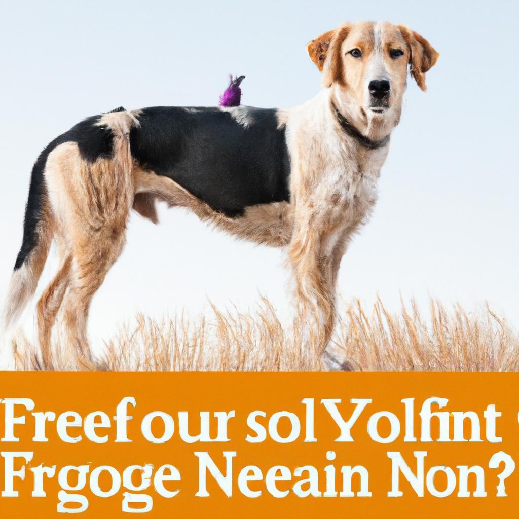 Why not to feed your dog grain free