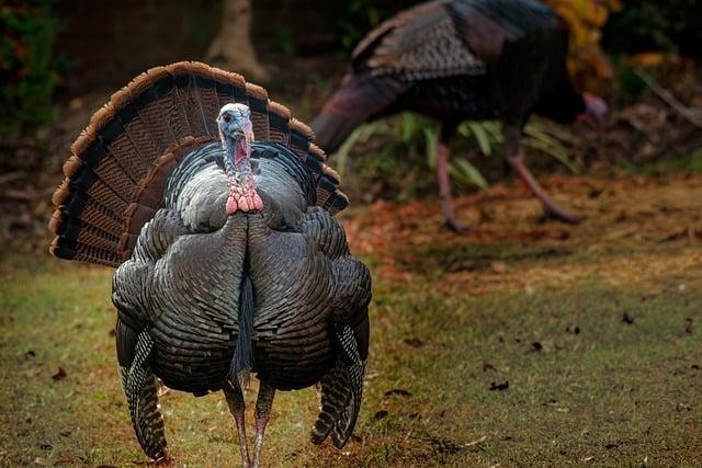 How to prep a turkey for deep frying