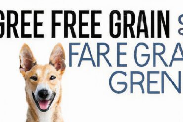 Is there a benefit to grain free dog food