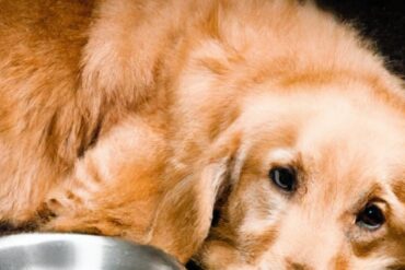 Does expensive dog food make a difference