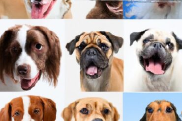 Are there 100 dog breeds in the world