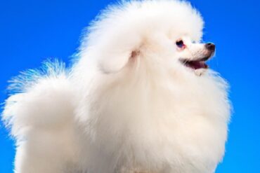 What are 10 most expensive dogs