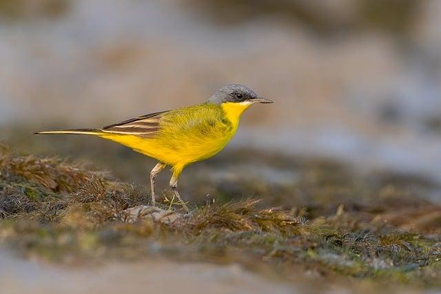 Harnessing the Power of Yellow in Your Environment for Enhanced Well-Being