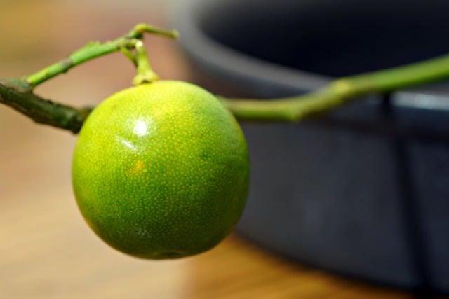 Seasonal Fruits and Nuts: Natures Bounty on the Christmas Table