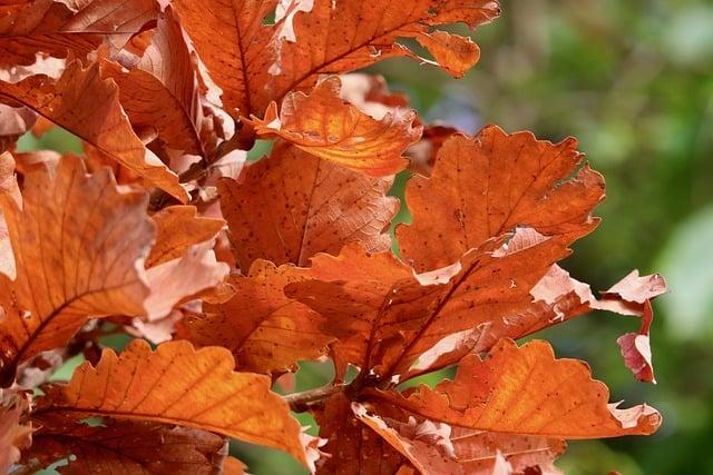 The Significance of Red in Pentecost Celebrations