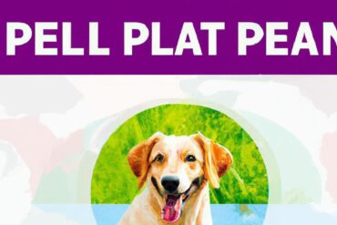 What is the best meal plan for dogs