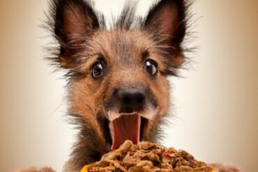 What is the best food to feed your dog