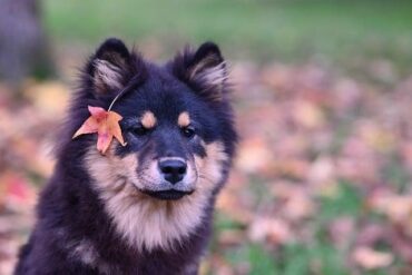 Are dogs happier with toys