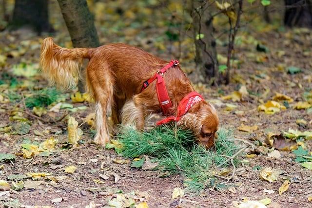 Do dogs go through a rebellious phase