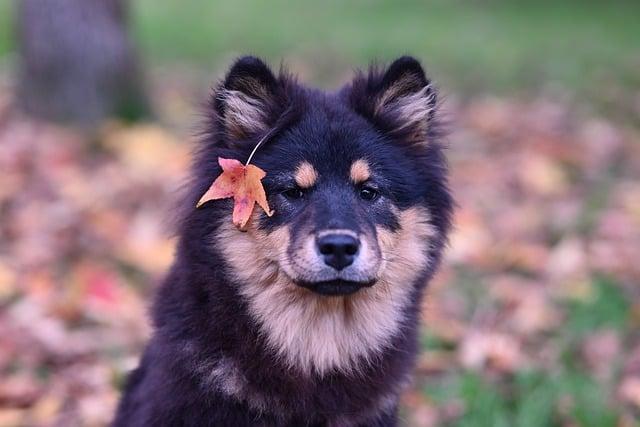 Which dog is most likely to bite you