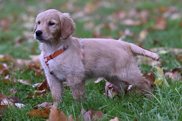 Is it OK to mix raw and dry dog food