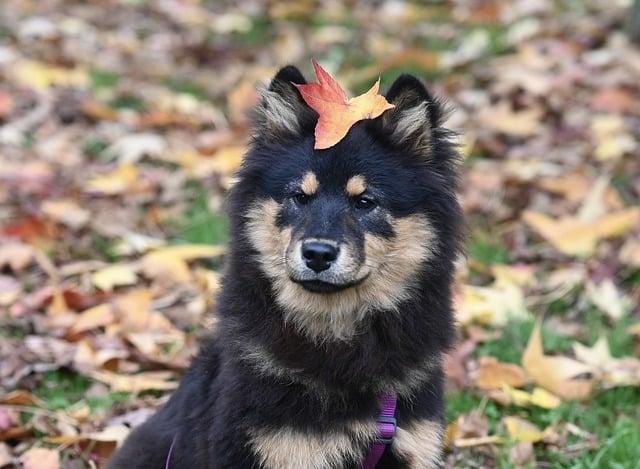 Is it bad for a dog to be obsessed with a toy