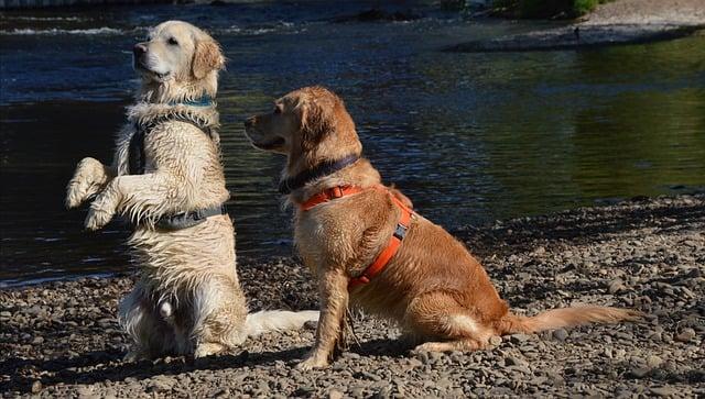 What is the most obedient large dog