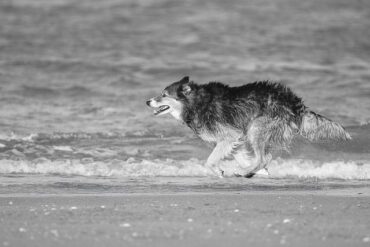 Can dogs eat rice every day