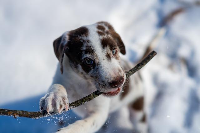 Is chewing mentally stimulating for dogs