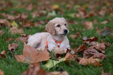 How do you tell if a dog has bonded with you