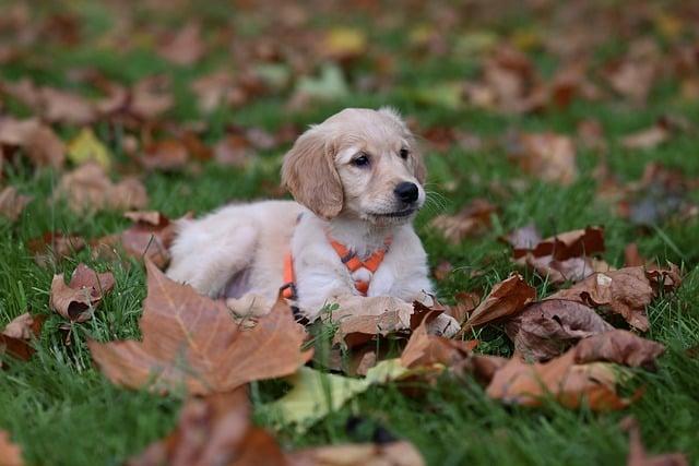 How do you tell if a dog has bonded with you