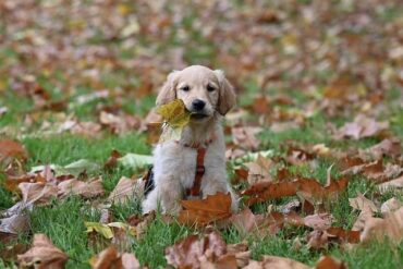 Why can’t dogs eat cooked meat