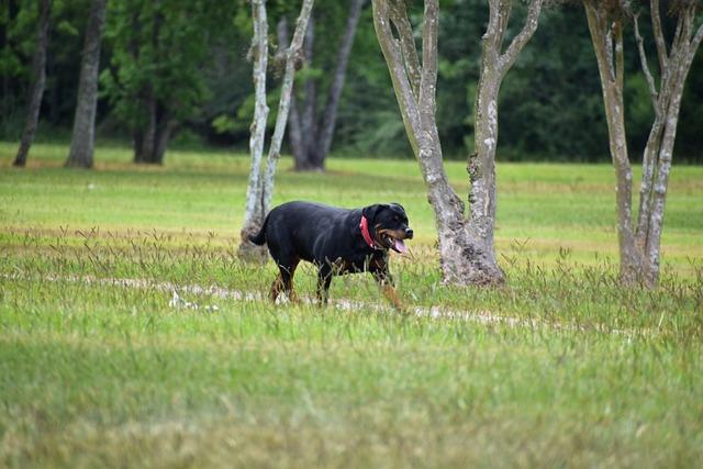 Unleashing Savings: Top Pet Supplies to Snag on Amazon Prime Day 2024