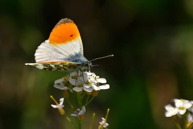 Practical Tips for Embracing the Spirit of the Full Card in Daily Life