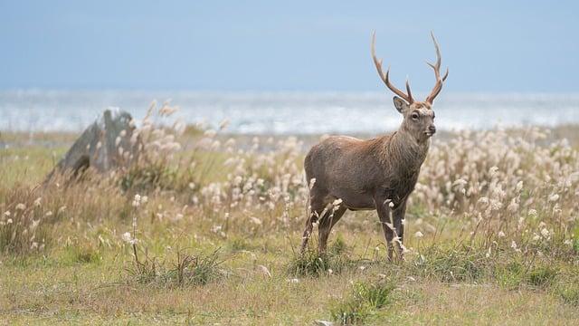 Natural Wonders: Discovering Taiwans ​Breathtaking Landscapes and Biodiversity