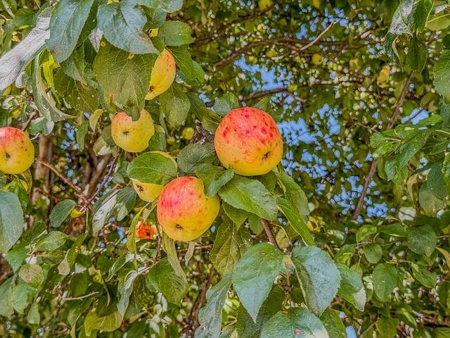 Exploring the Flavor Fusion of Apple Cider and Tequila