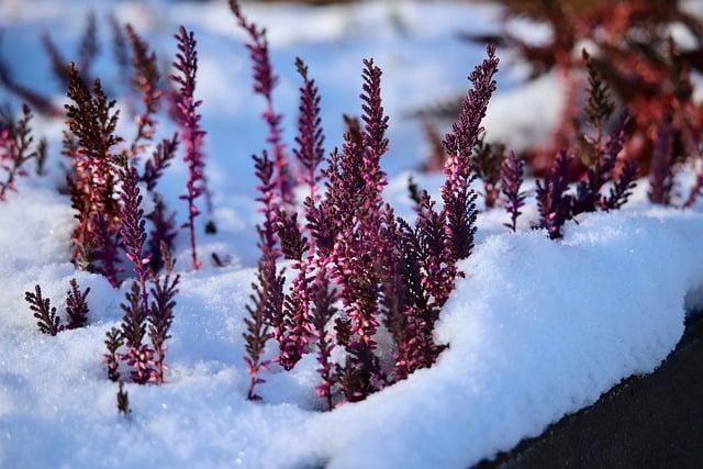 What is the pagan origin of the Christmas wreath