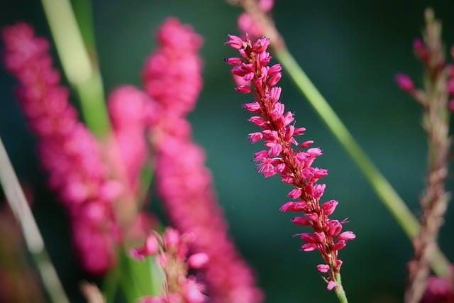 Exploring the Connection Between Pink and Social Movements