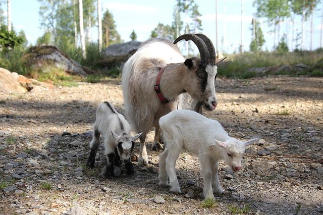 Nurturing Traditions for Future Generations