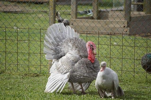 Beyond Turkey: Alternative Main Courses for a Modern Christmas Dinner