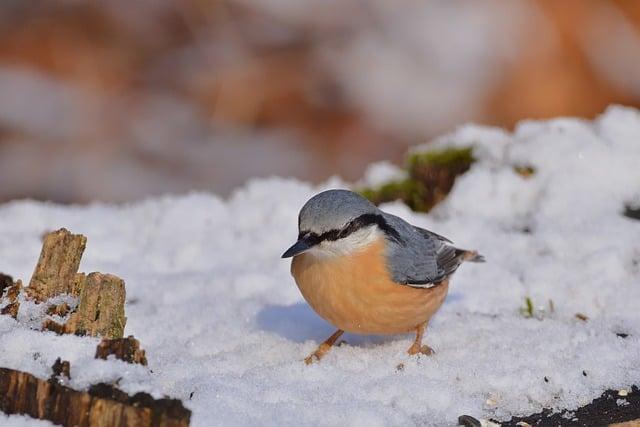 Winters Serene Beauty and Festive Charm in the Highlands