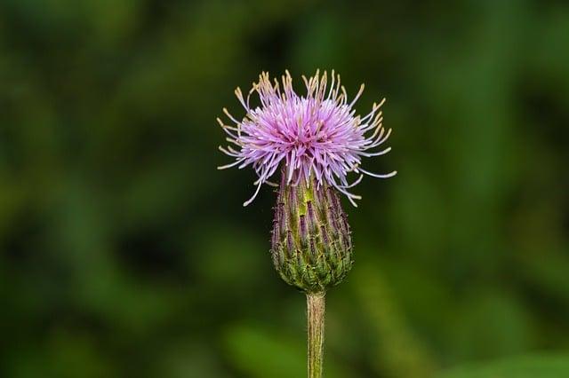 Exploring the Meaning Behind Purple and Pink in Advent Traditions