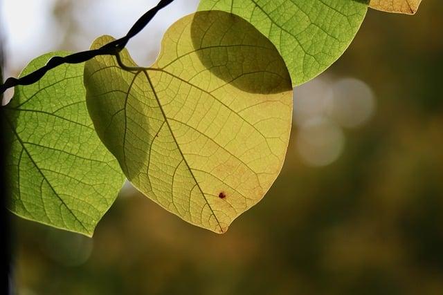 Nature and Relaxation: Finding Serenity in Dublins Parks and Green Spaces