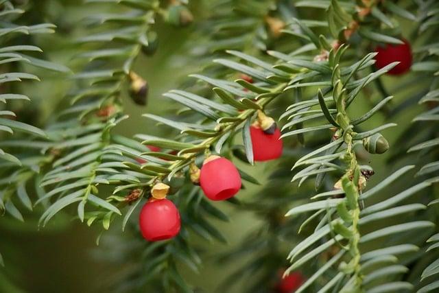 Exploring the Enchantment of European Christmas Markets